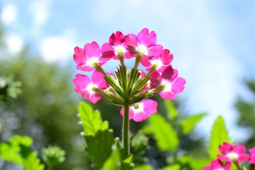 flowers bloom nature