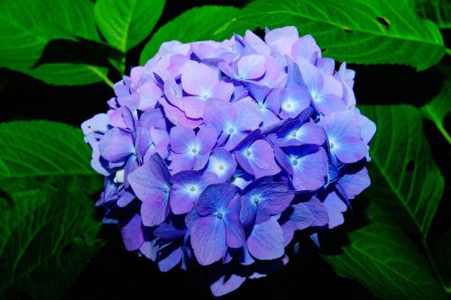 flowers hydrangeas flower