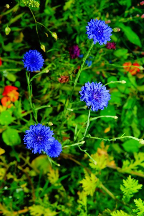 flowers wild flowers cornflowers