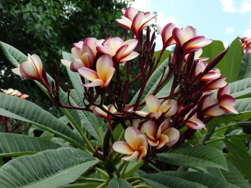 plumeria flowers mexico