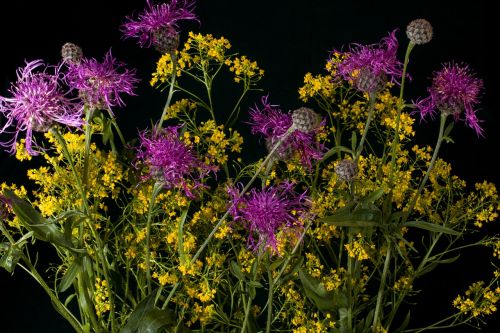 flowers colorful summer