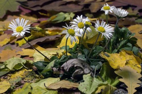 flowers winter daisy