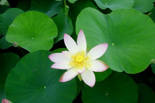 flowers anapji lotus