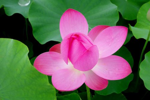 flowers anapji lotus