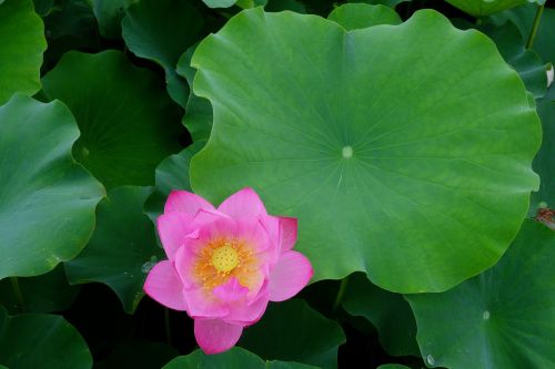 flowers anapji lotus