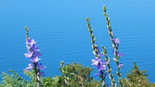 flowers sea summer