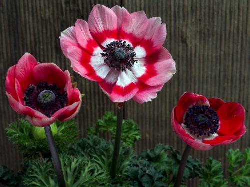 flowers garden anemone spring