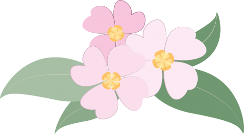 flowers plants pink