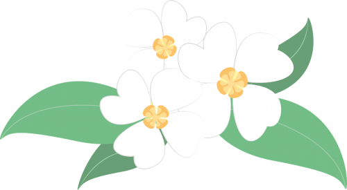 flowers plants white