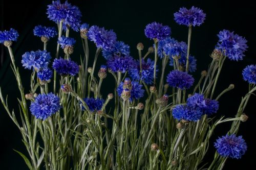 flowers cornflowers blue