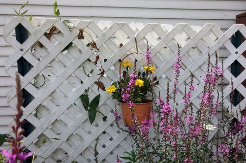 flowers garden lattice