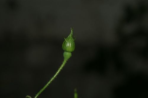 flowers spring plant