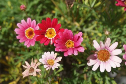 flowers garden flora