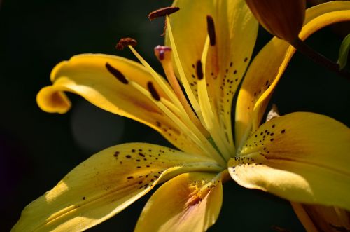 flowers lily summer