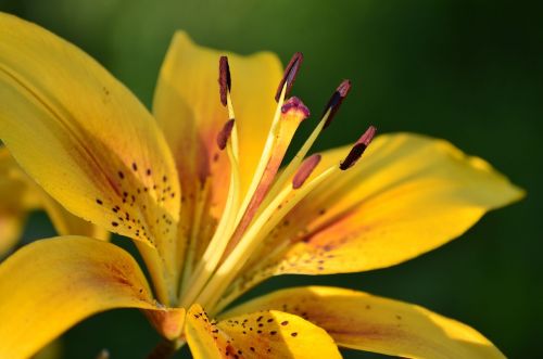 flowers lily summer