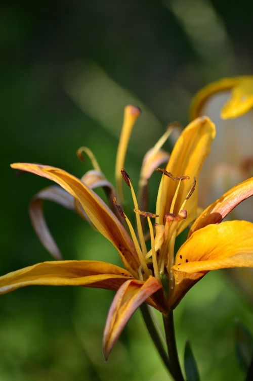 flowers lily summer