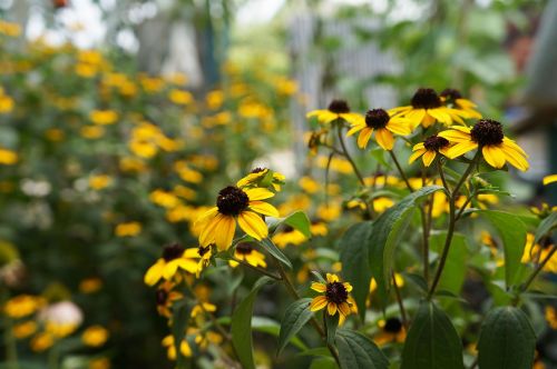 flowers dacha yellow