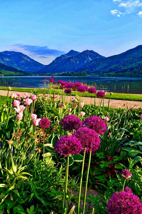 flowers mountains landscape