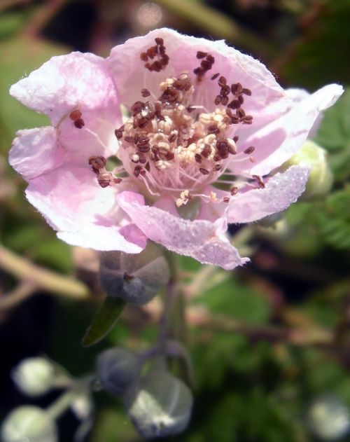 flowers roses blackberries