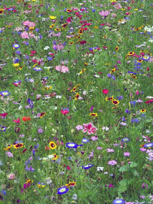 flowers meadow colorful