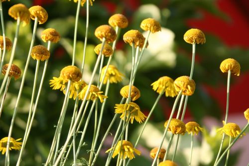 flowers yellow stems