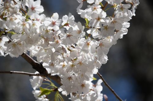 flowers tree spring