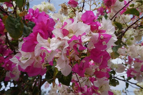 bougainvillea flowers white