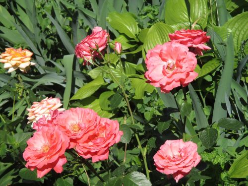 flowers roses pink flowers