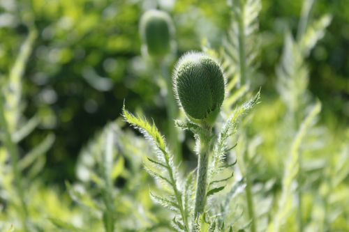 poppy flowers nature