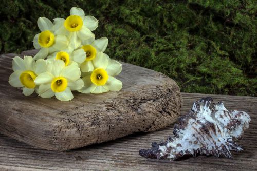 flowers daffodils shell