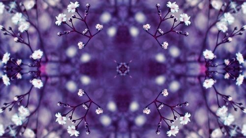 flowers kaleidoscope violet