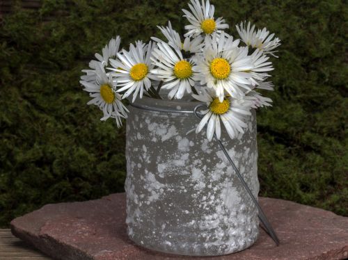 flowers still life daisy