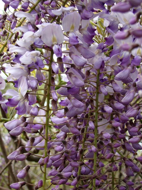 flowers wistaria lilac
