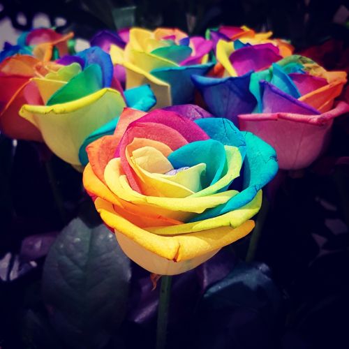 roses rainbow flowers