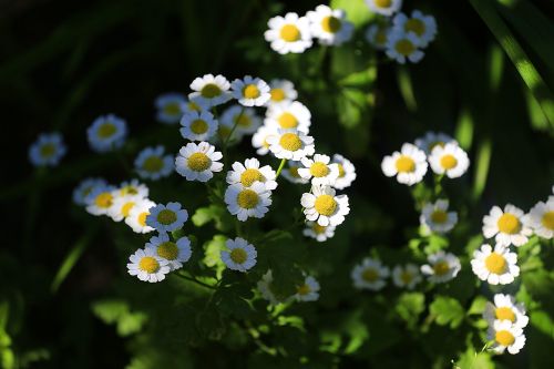 flowers summer flowers flower