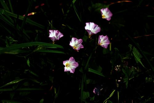 flowers bellflower pink
