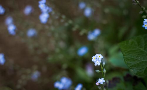 flowers plant blue