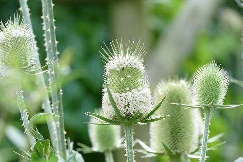 flowers nature white