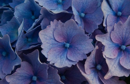 flowers hydrangeas garden