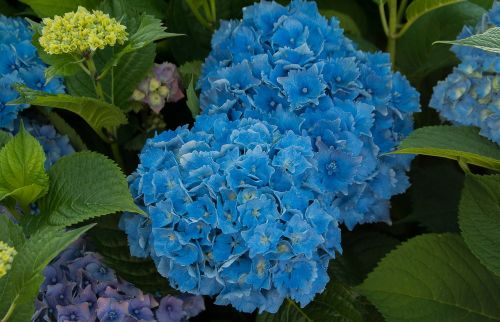 flowers hydrangeas garden