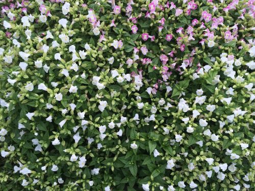 flowers white floret