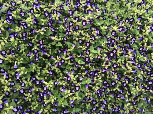 flowers blue-violet floret