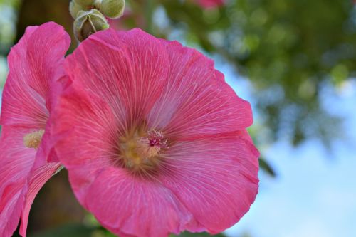 flowers pink pink flowers