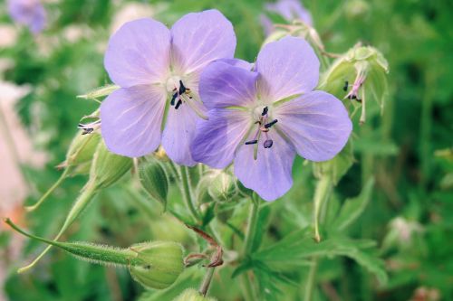 flowers blue flower