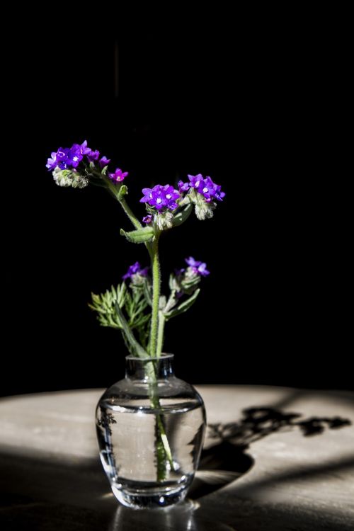 flowers the darkness purple flowers