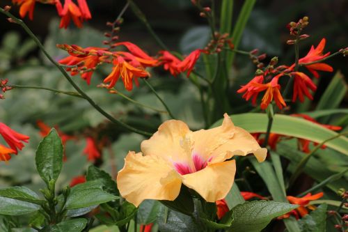 flowers nature yellow