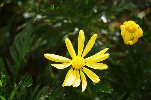 flowers daisies flora