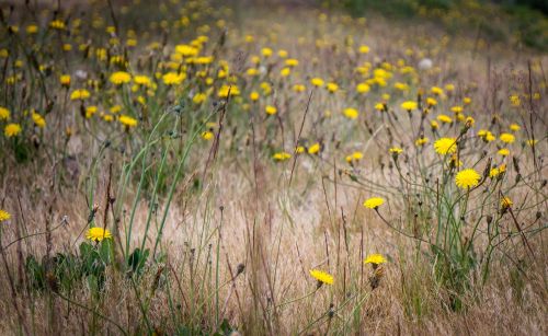 flowers field yellow