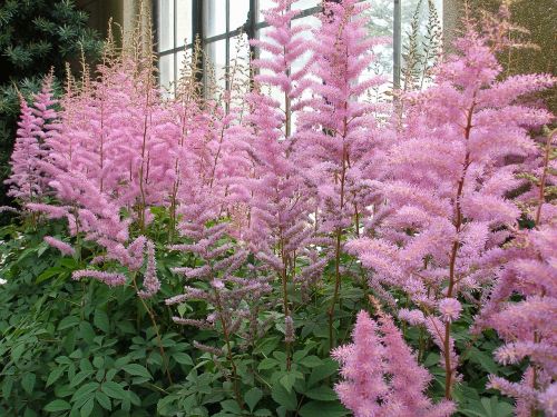 flowers astilbe plant