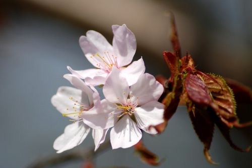 flowers apple tree spring